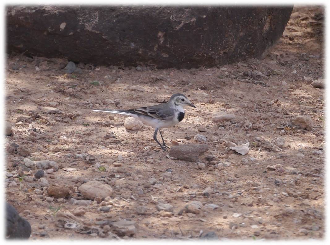 White Wagtail - ML120901361