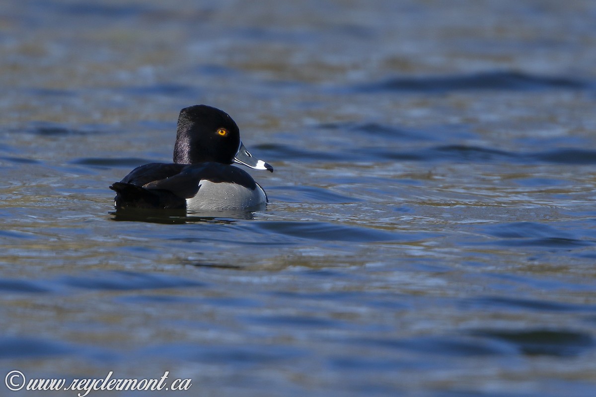 Ring-necked Duck - ML120903111