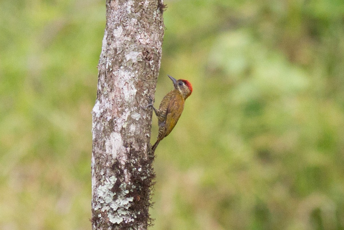 Little Woodpecker - ML120903781