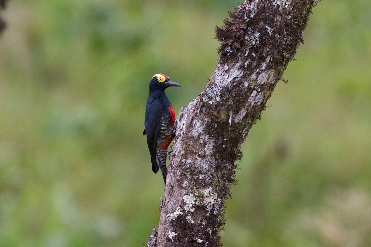 Yellow-tufted Woodpecker - ML120903861