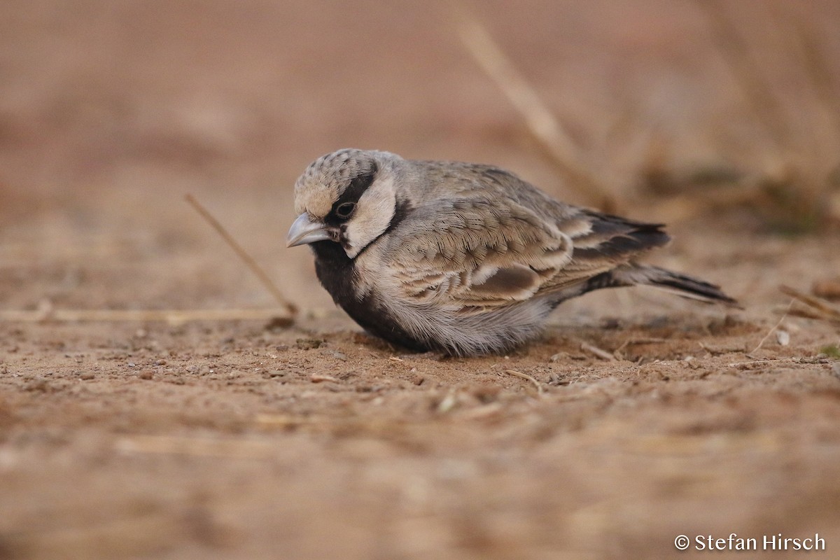 Ashy-crowned Sparrow-Lark - ML120905991