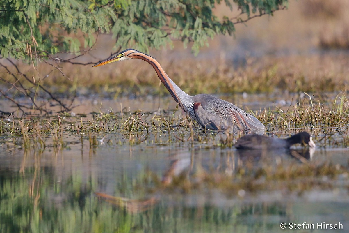 Purple Heron - ML120906121