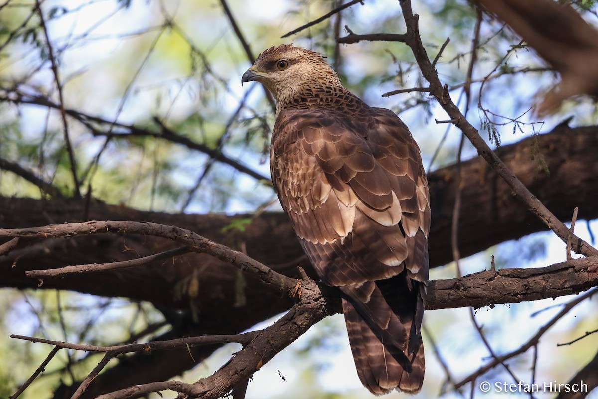 Oriental Honey-buzzard - ML120907531