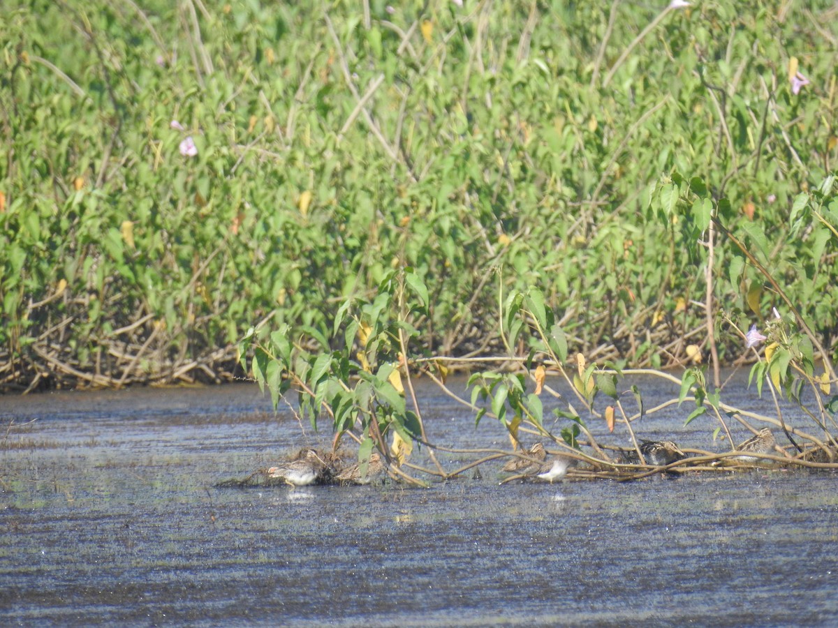 Common Snipe - ML120907621