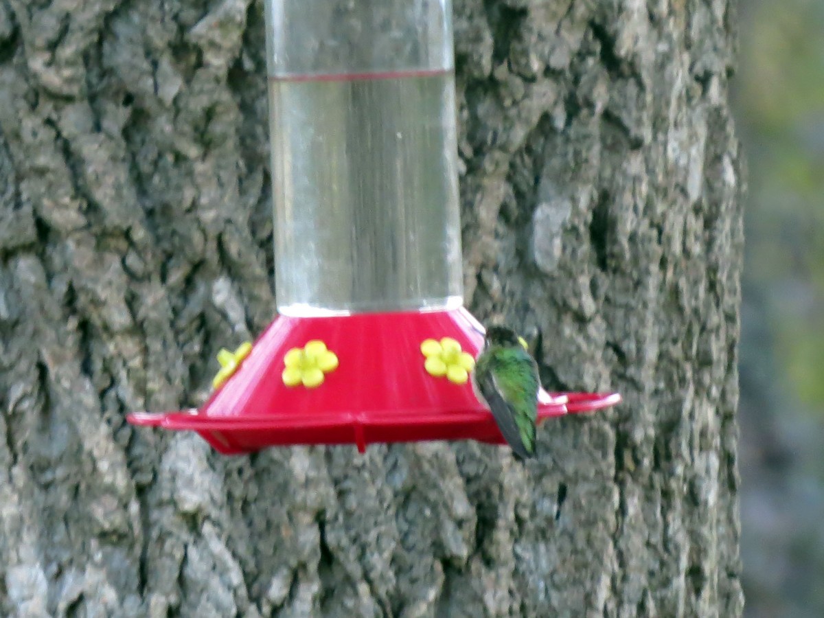 Ruby-throated Hummingbird - ML120907781