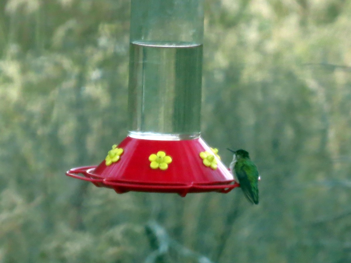 Ruby-throated Hummingbird - ML120907791