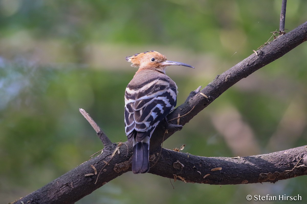 Eurasian Hoopoe - ML120908331