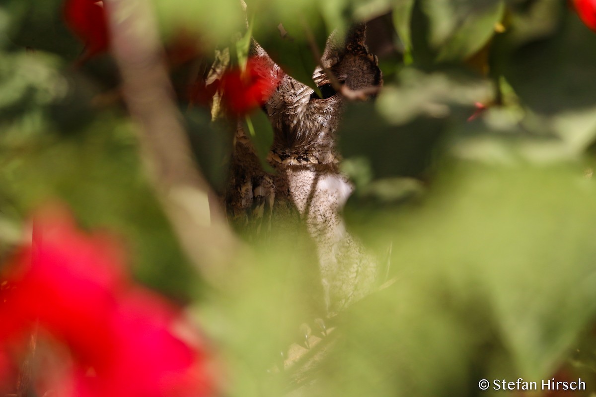 Indian Scops-Owl - ML120909191