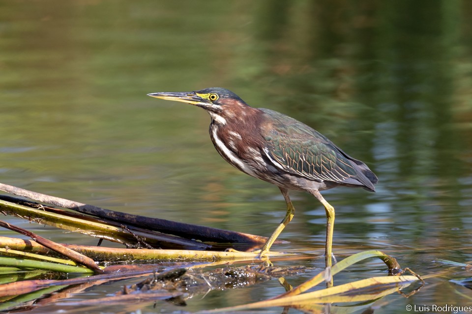 Green Heron - Luis Rodrigues