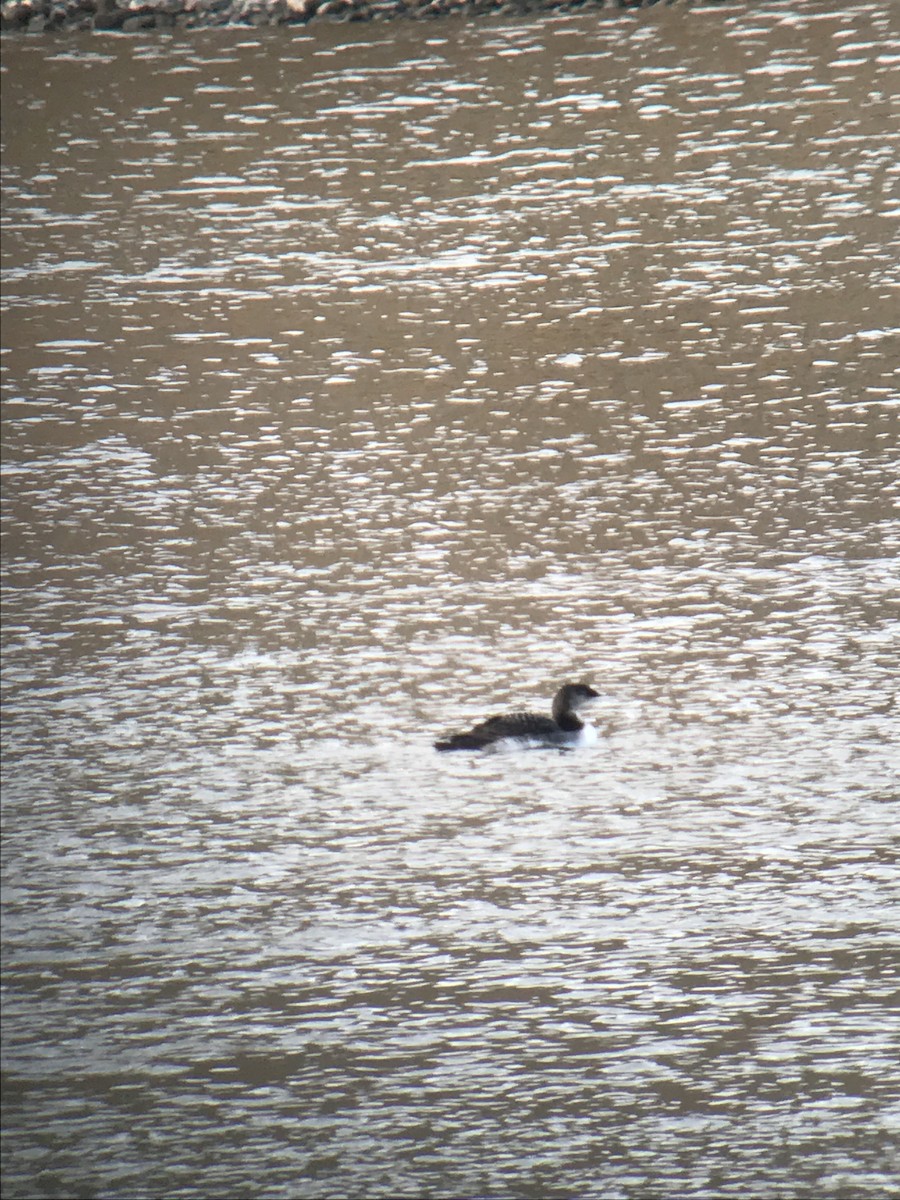 Common Loon - ML120910251