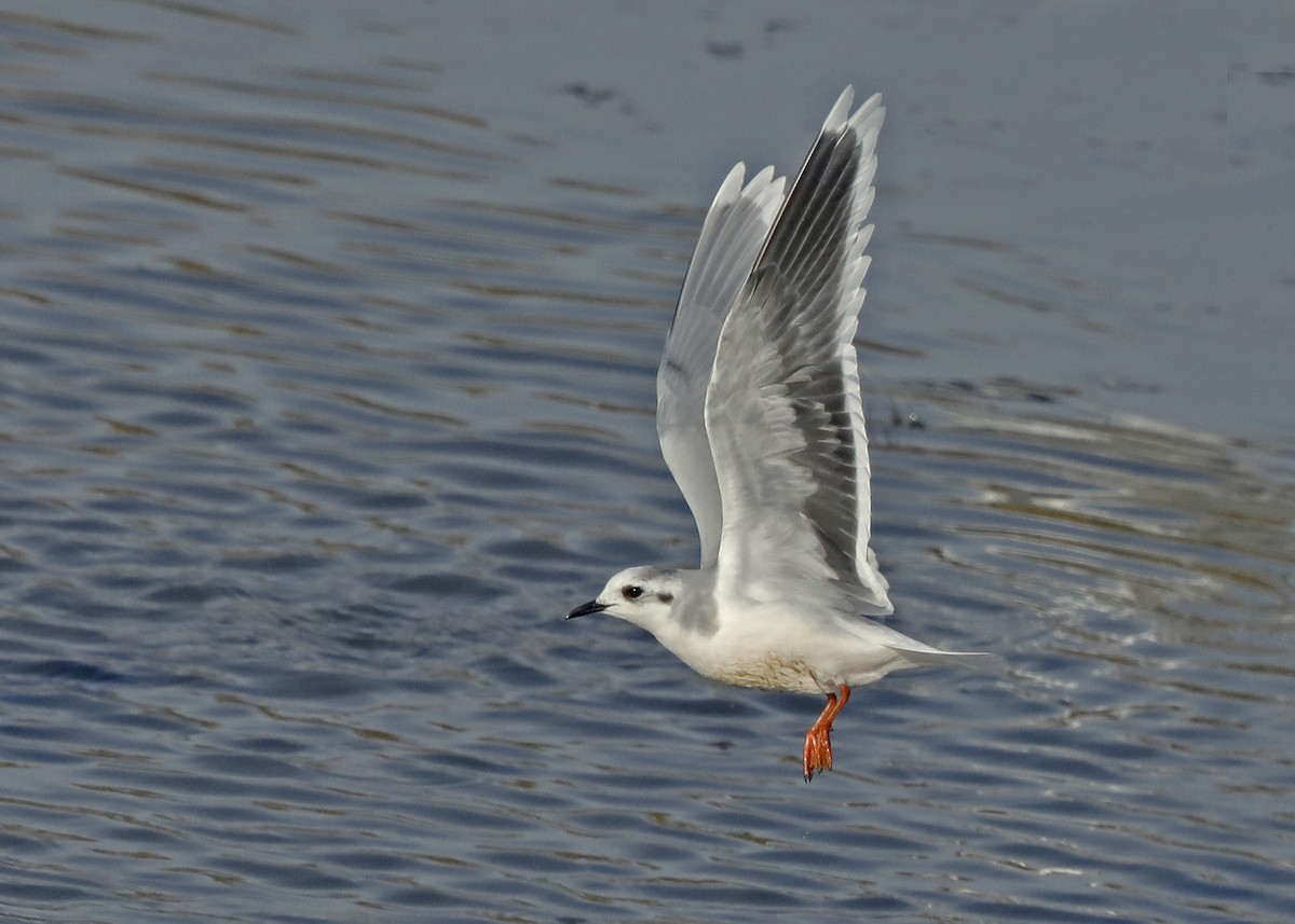 Gaviota Enana - ML120911201