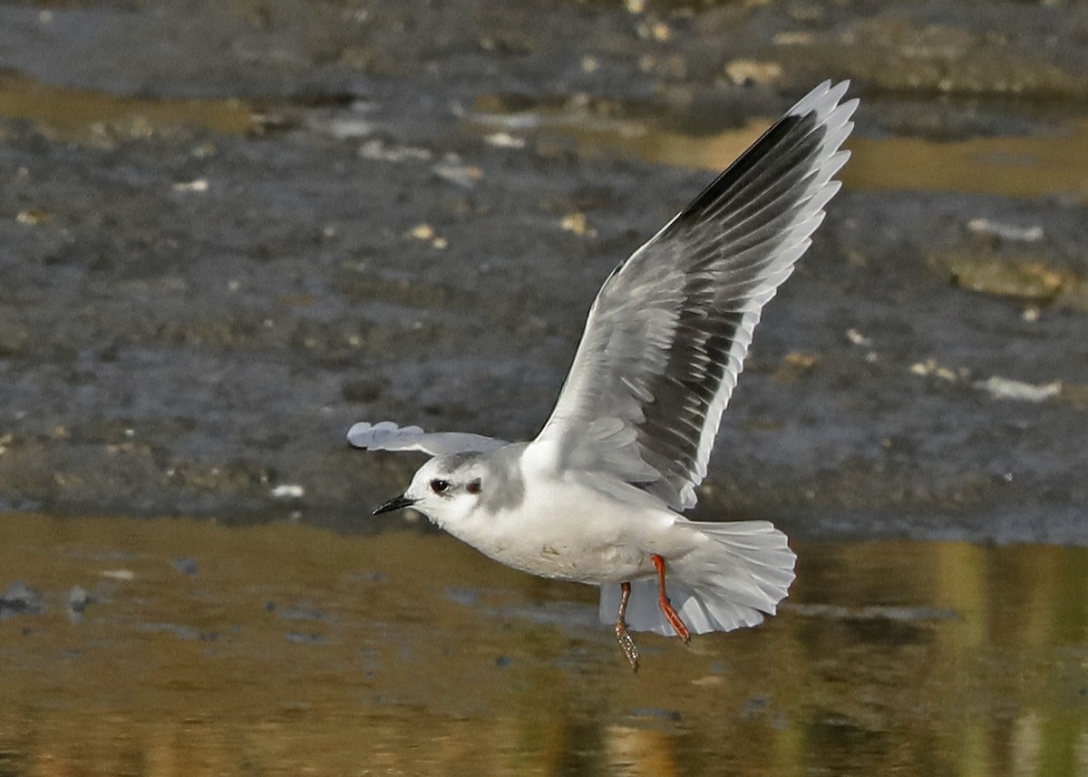 Gaviota Enana - ML120911341