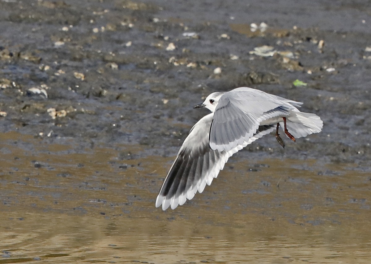 Little Gull - ML120911361