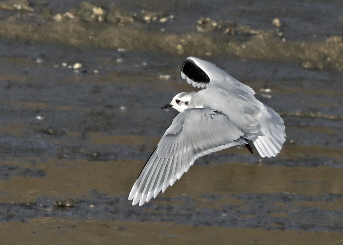 Gaviota Enana - ML120911381