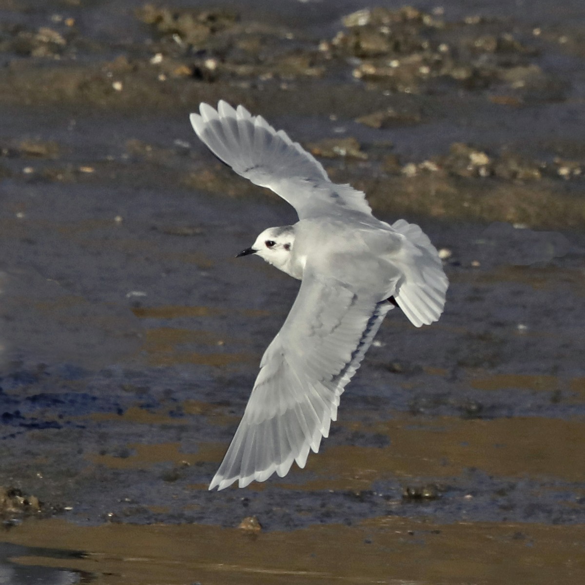 Gaviota Enana - ML120911411