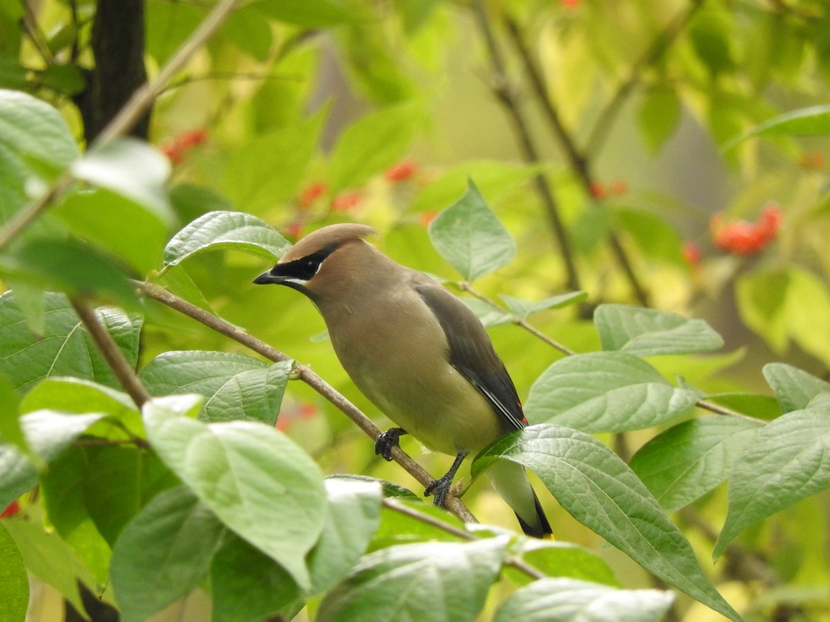 Cedar Waxwing - Betsy MacMillan