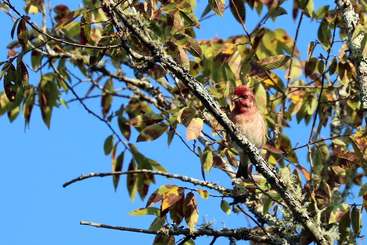 Purple Finch - ML120912621