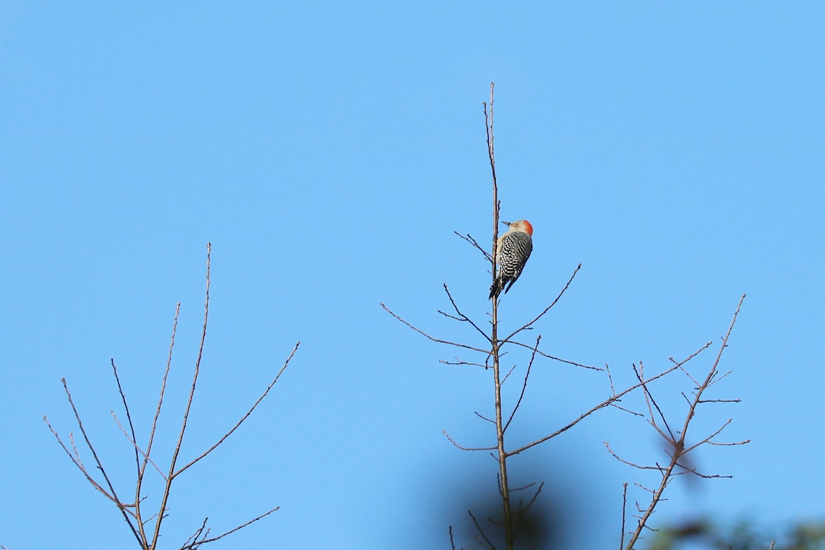 Red-bellied Woodpecker - ML120912761