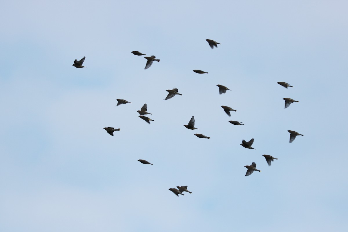 Cedar Waxwing - ML120912921