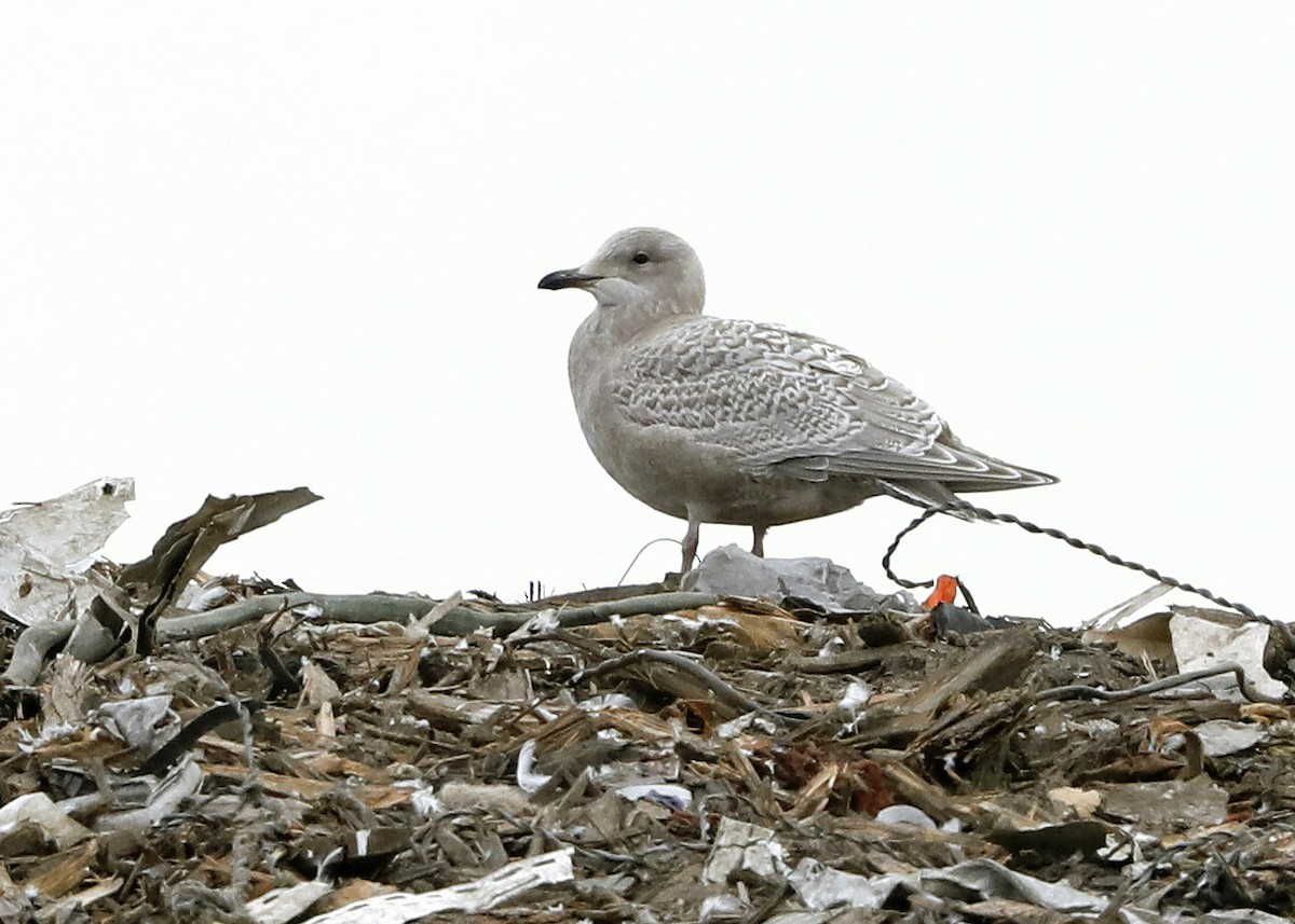 Iceland Gull (Thayer's) - ML120914001