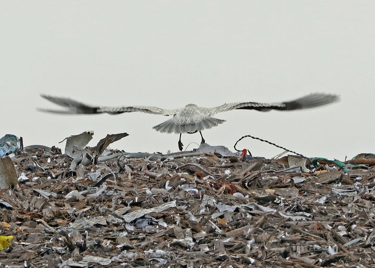 grønlandsmåke (thayeri) (eskimomåke) - ML120914051