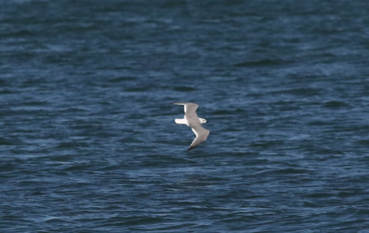 Laughing Gull - ML120914211