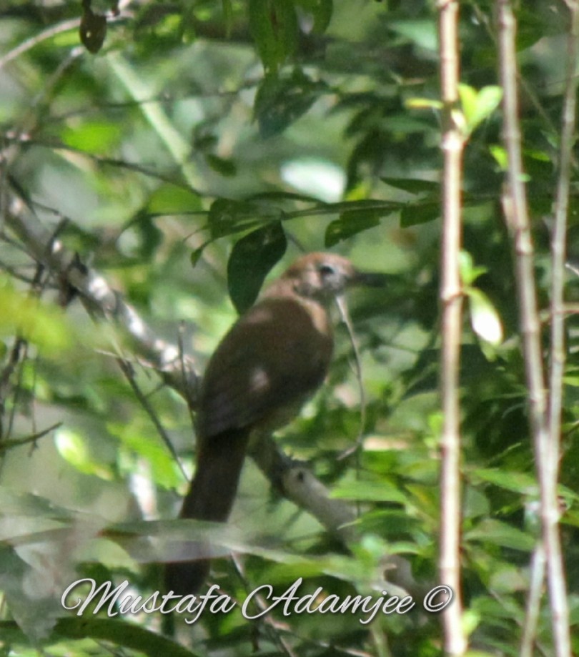 Bulbul Terrestre - ML120915831