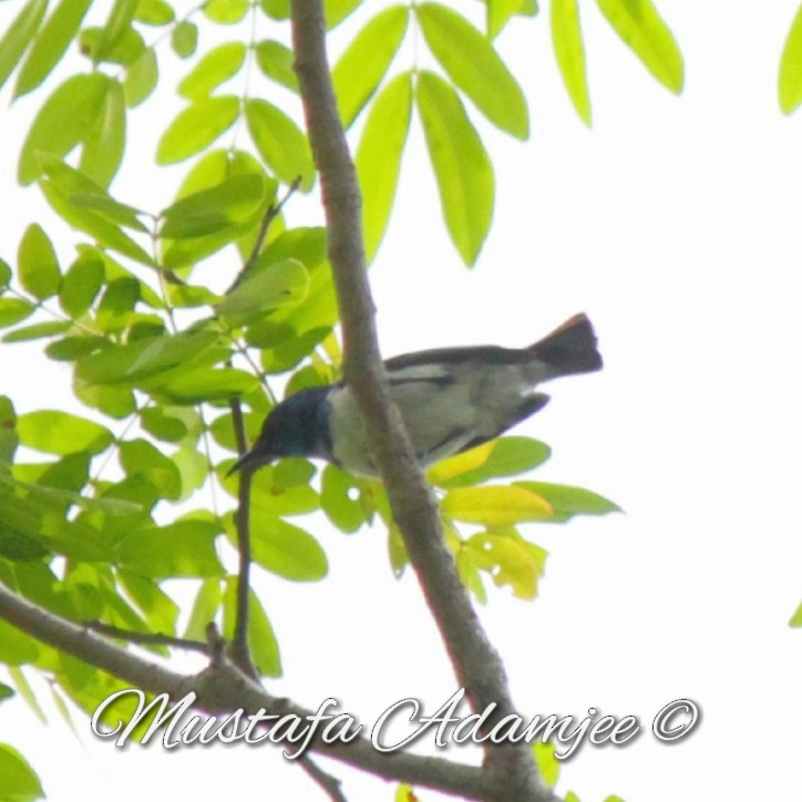 Amani Sunbird - ML120916291