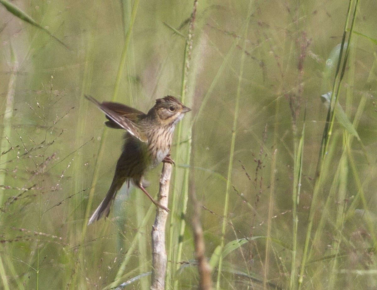 Lincoln's Sparrow - ML120916541
