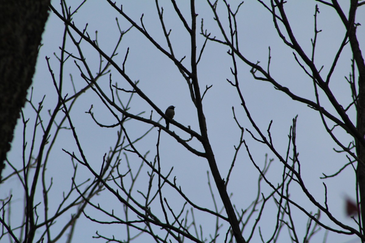 Carolina Chickadee - Alexandria Horne