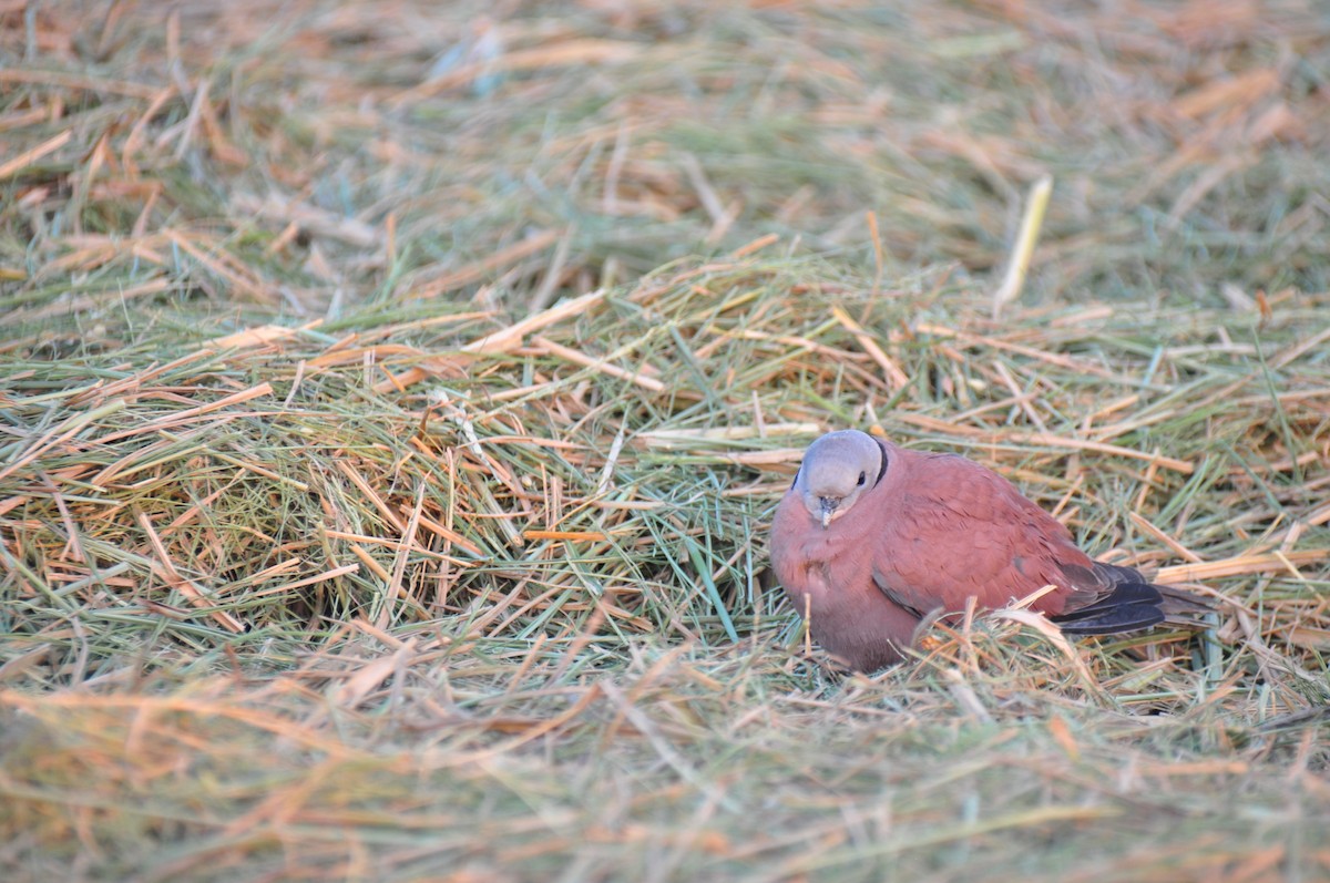 Red Collared-Dove - Anonymous