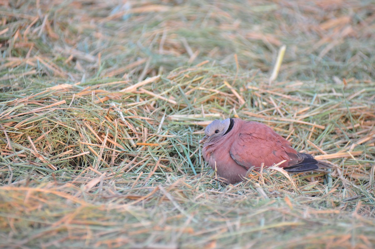 Red Collared-Dove - Kun-Hui  Lin