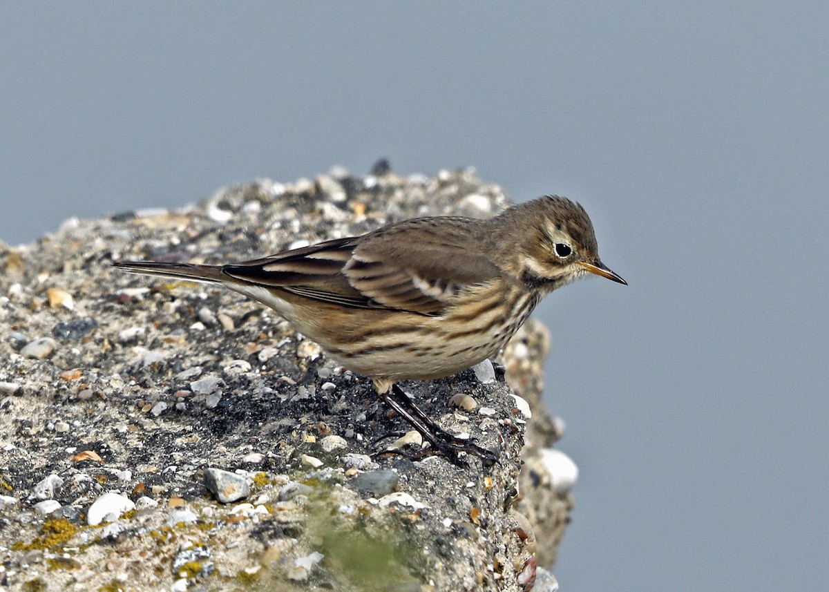 Pipit d'Amérique - ML120921911