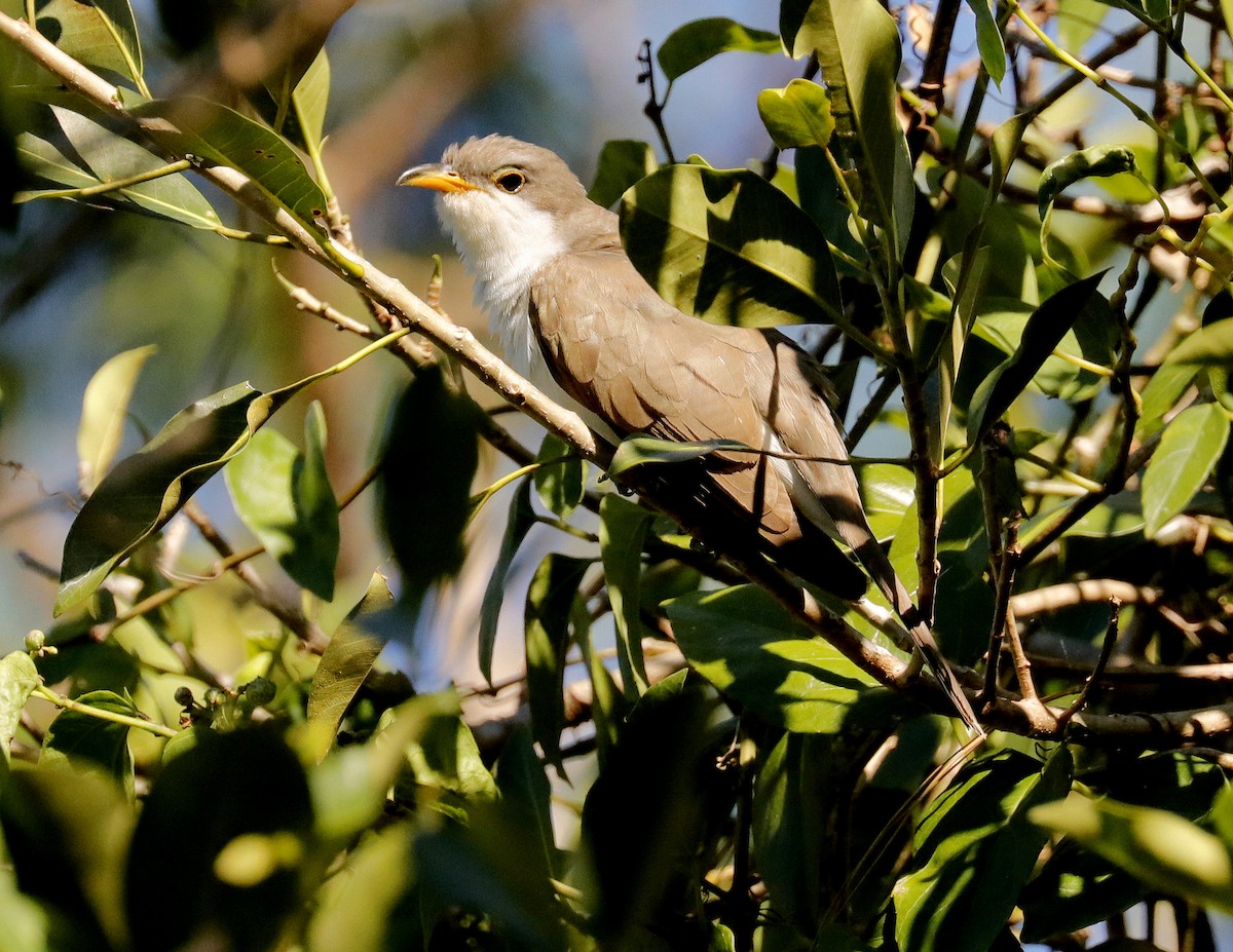 Yellow-billed Cuckoo - ML120922581