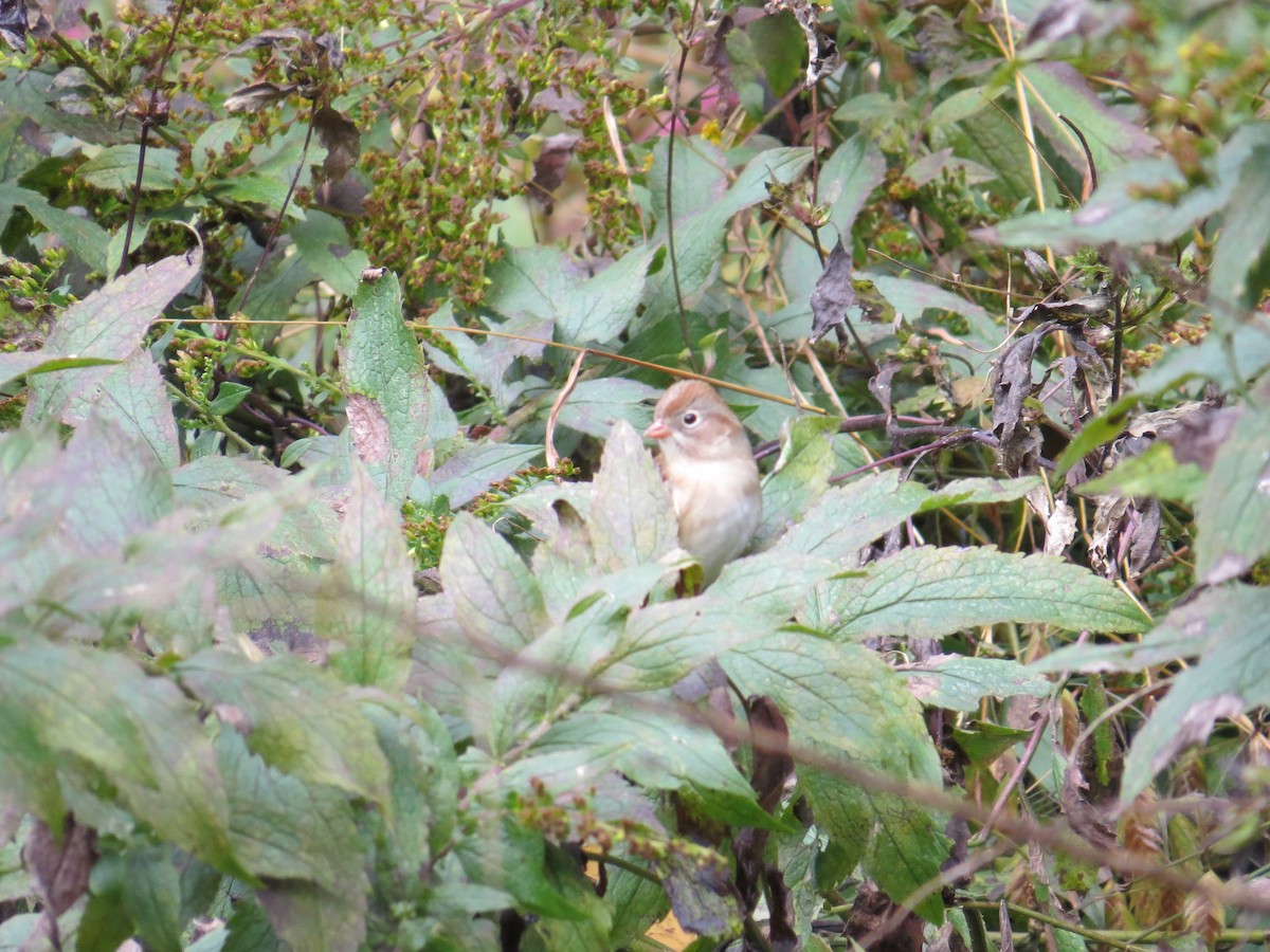 Field Sparrow - ML120923651