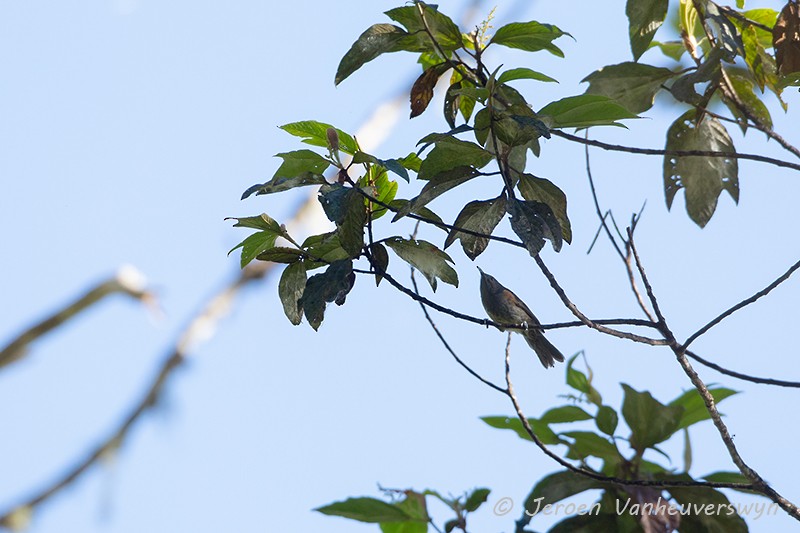 Rufous-sided Honeyeater - ML120924561