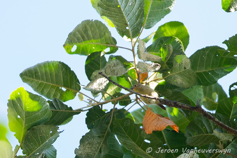 Vogelkop Scrubwren - ML120924811