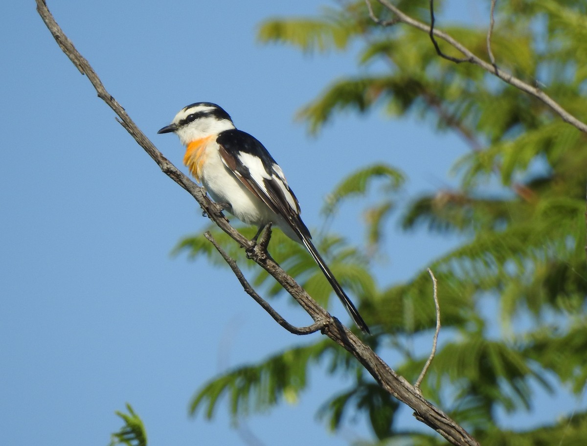 Jerdon's Minivet - Michael Hurben