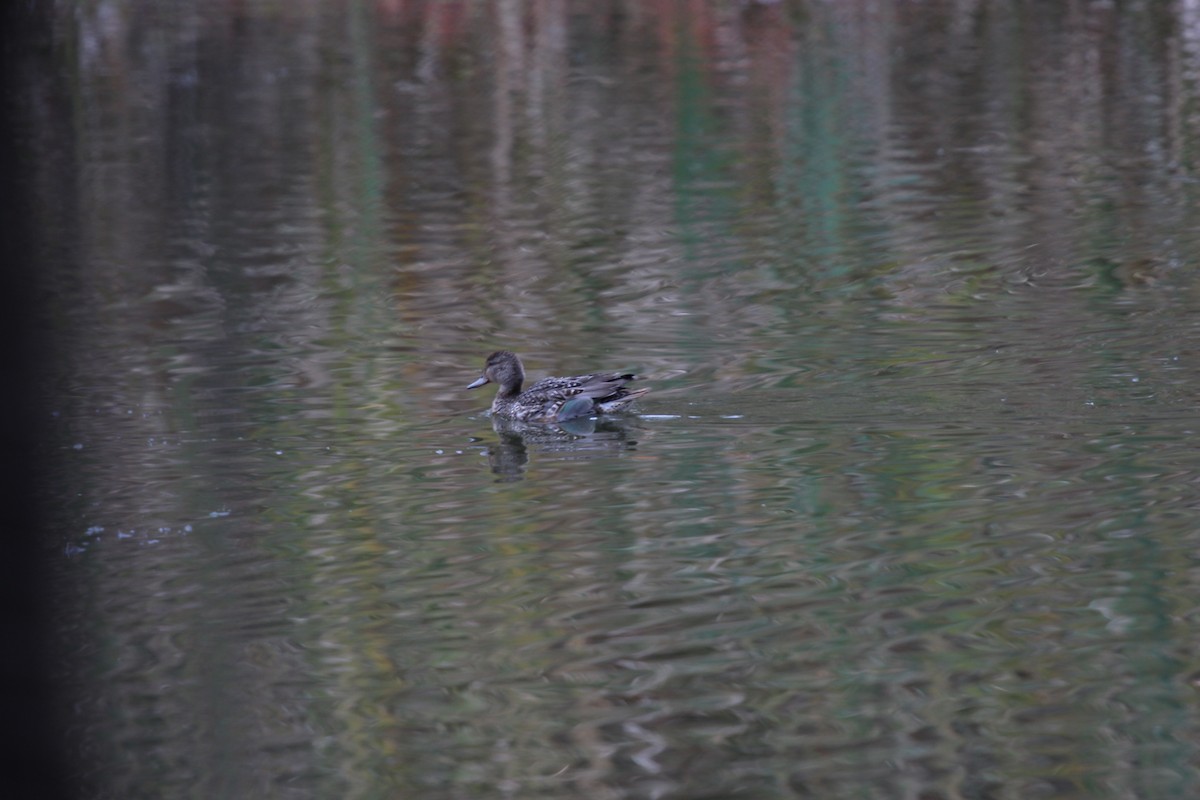 Green-winged Teal - Alex Baloukov