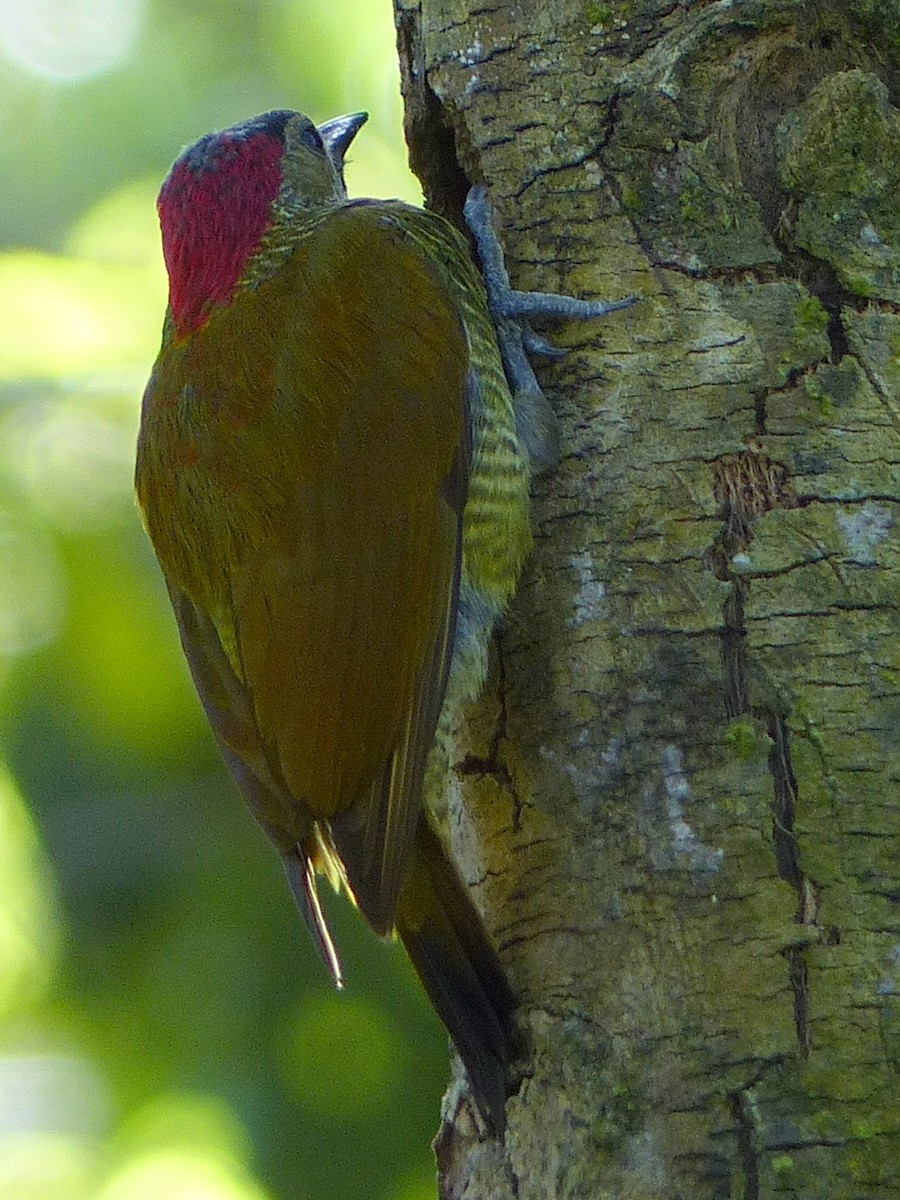 Golden-olive Woodpecker - Ben Jesup