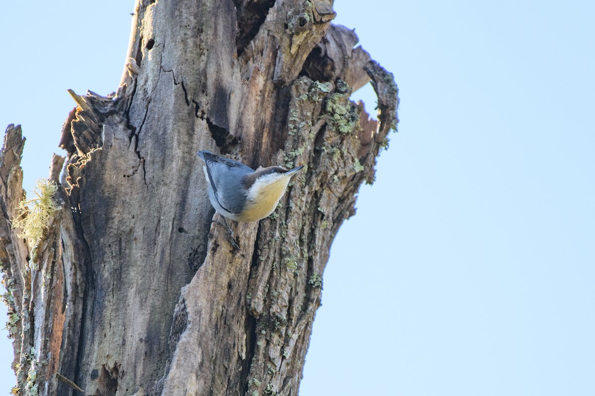Brown-headed Nuthatch - ML120938281