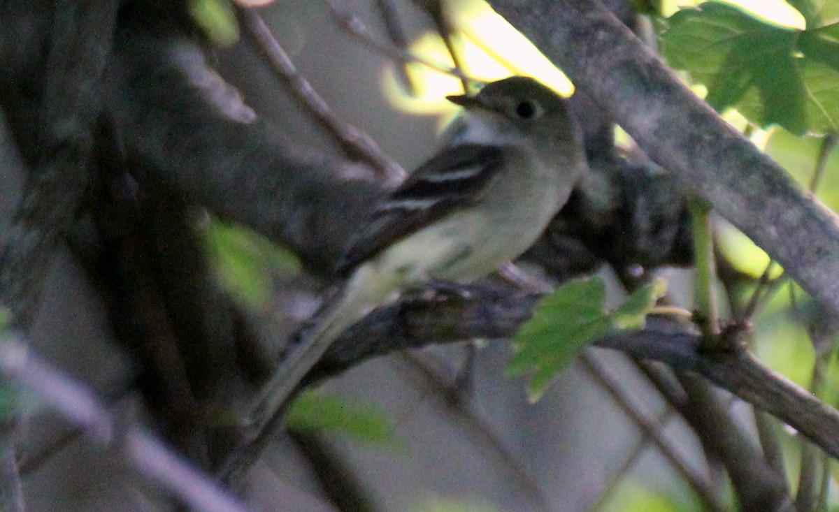 Least Flycatcher - Gary Leavens