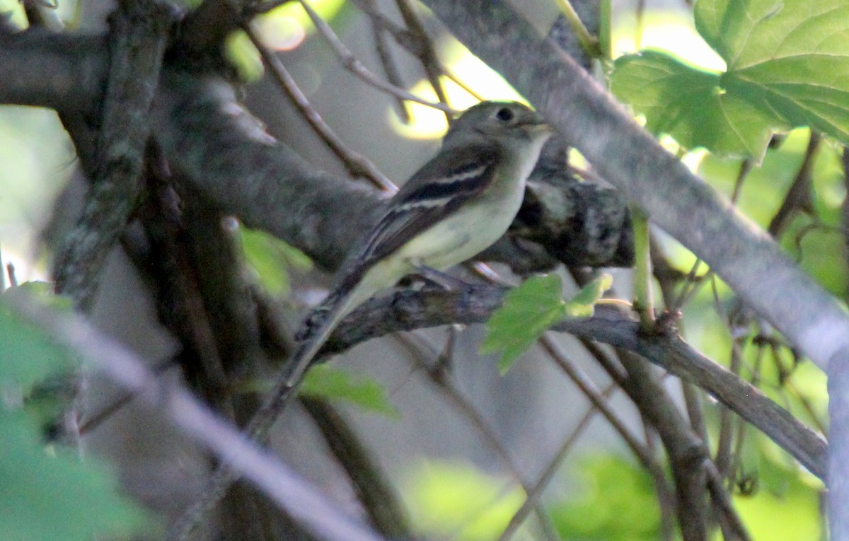 Least Flycatcher - Gary Leavens