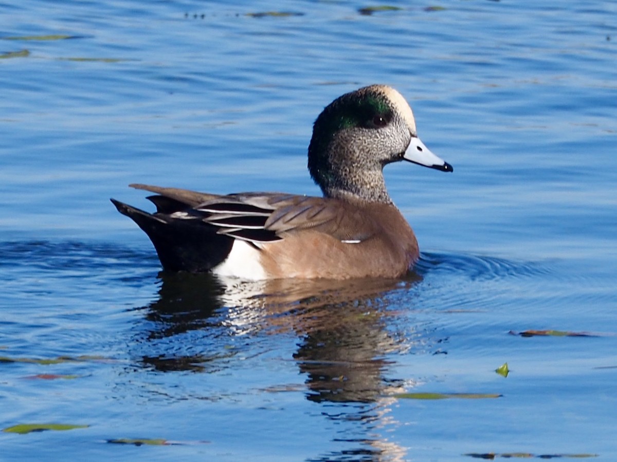 American Wigeon - ML120938811