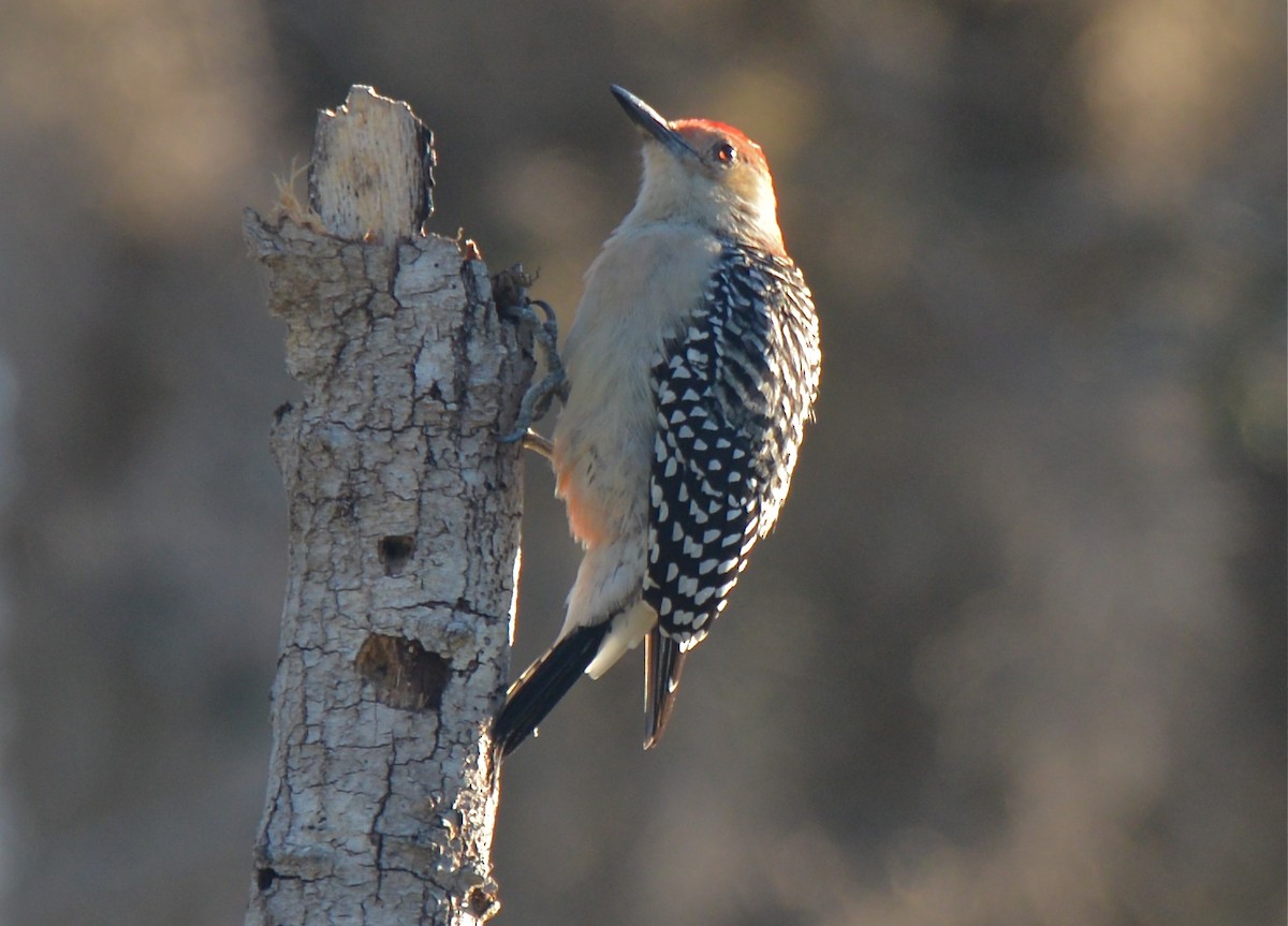 Red-bellied Woodpecker - ML120940471