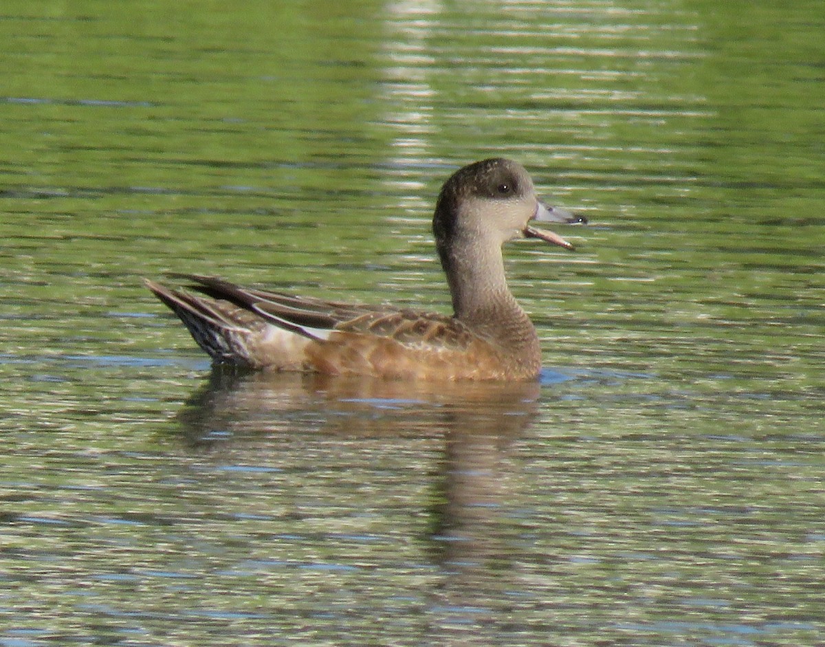 American Wigeon - ML120942091