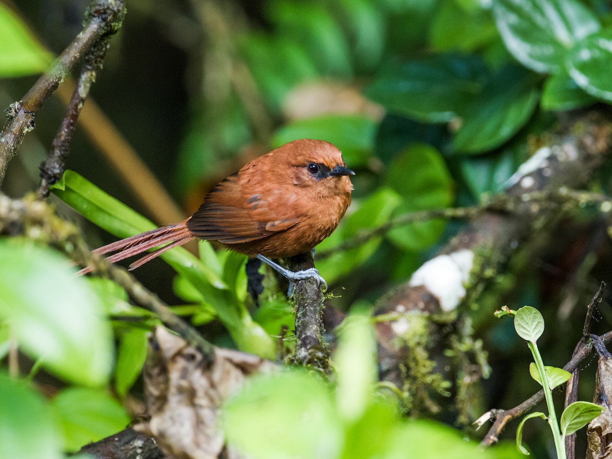 Rufous Spinetail (unirufa) - ML120942331