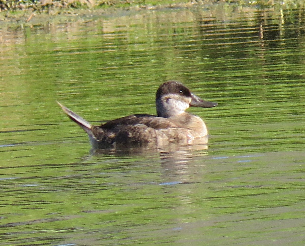 Ruddy Duck - ML120942531