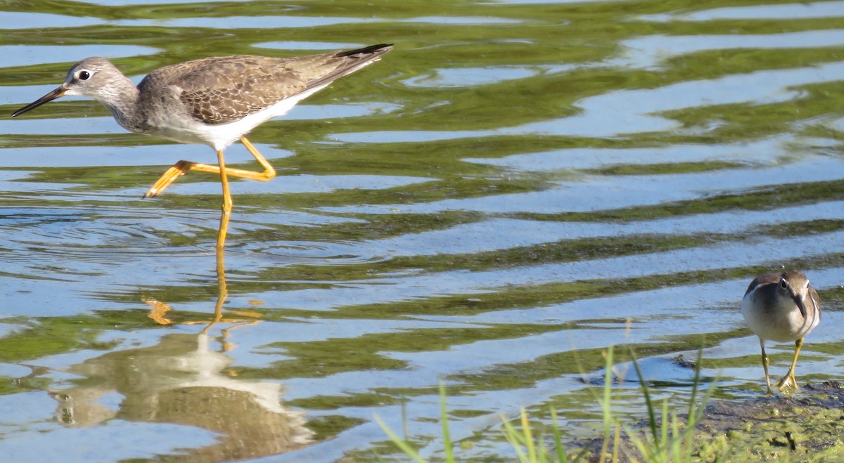 Lesser Yellowlegs - ML120943031