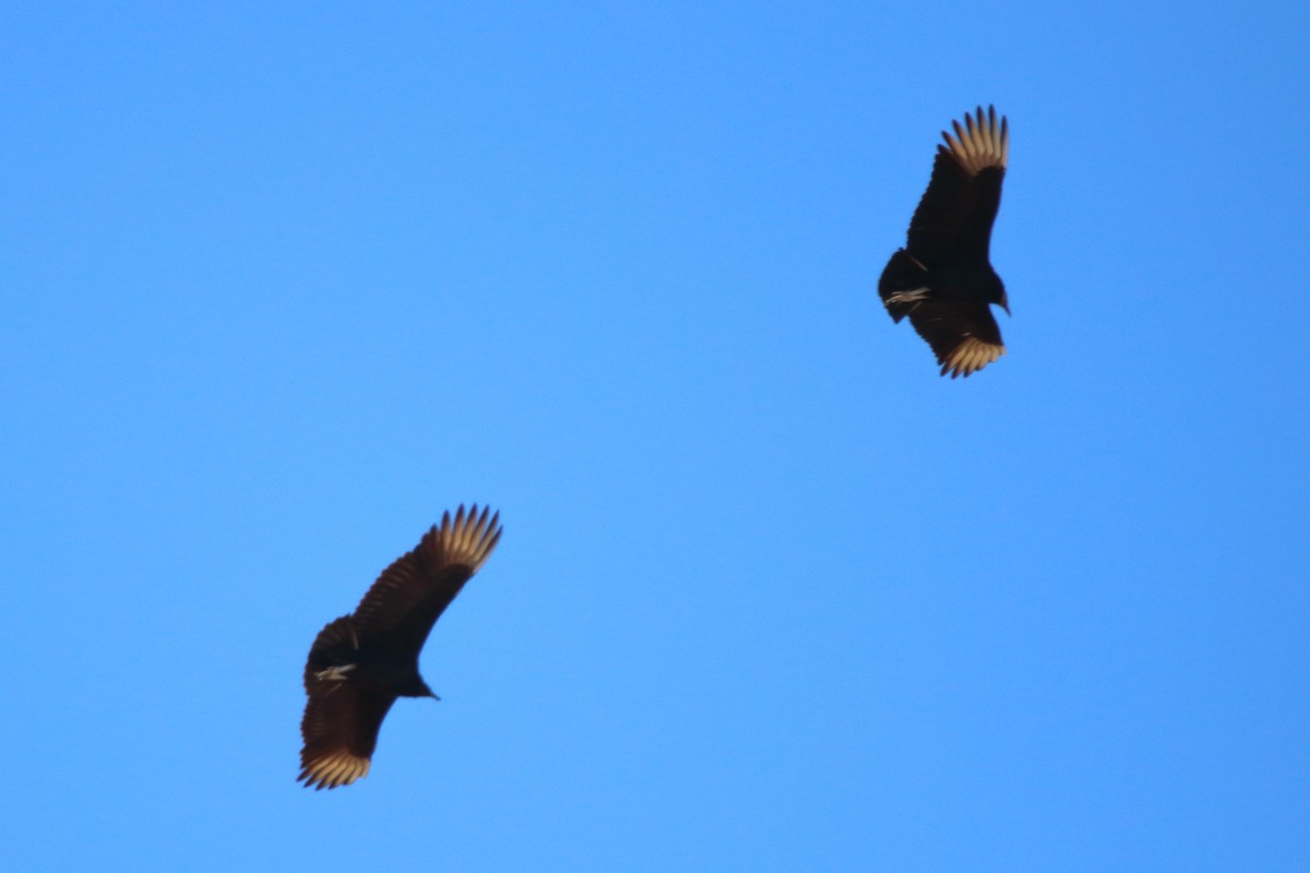 Black Vulture - Kimberlie Dewey